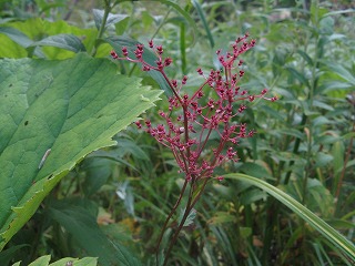 IMG_3925.jpg