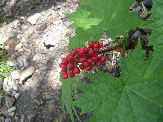 IMG_3940.jpg