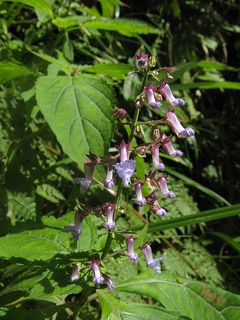 IMG_4115.jpg