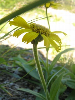 IMG_4166.jpg