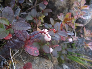IMG_4383.jpg