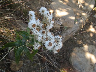 IMG_4435.jpg