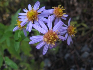 IMG_4683.jpg