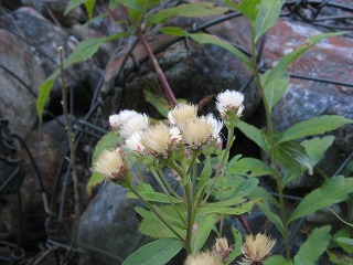 IMG_5063.jpg