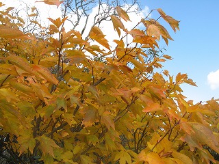 IMG_5207.jpg