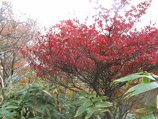 IMG_5208.jpg