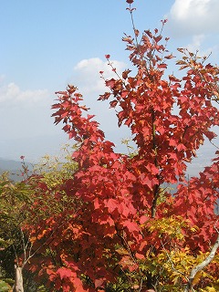 IMG_5209.jpg
