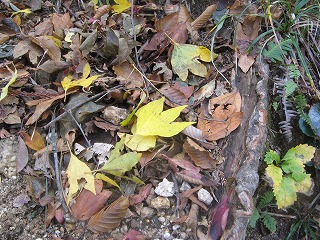 IMG_5212.jpg