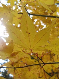 IMG_5289.jpg
