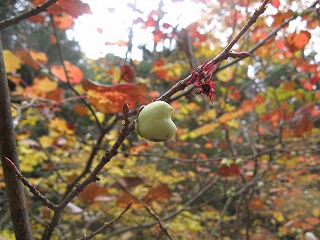 IMG_5293.jpg