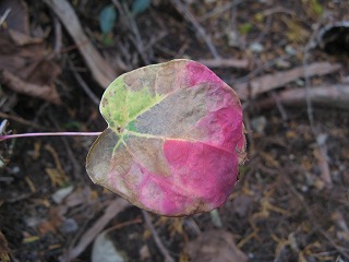 IMG_5320.jpg