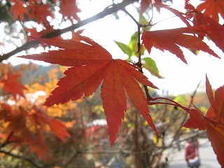 IMG_5332.jpg