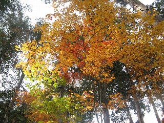 IMG_5336.jpg