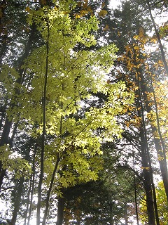 IMG_5355.jpg
