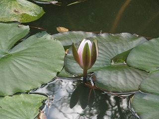 IMG_5432.jpg