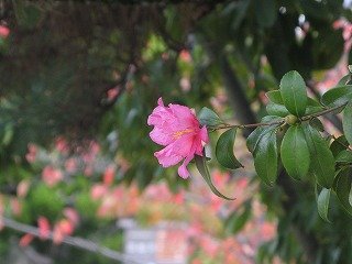 IMG_5453.jpg