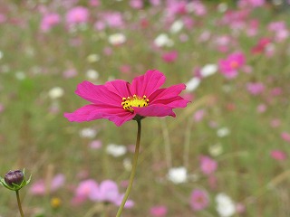 IMG_5456.jpg