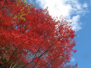 IMG_5553.jpg