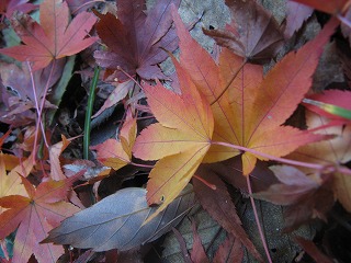 IMG_5584.jpg